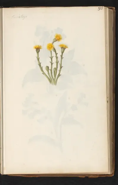 Klein hoefblad (Tussilago farfara)