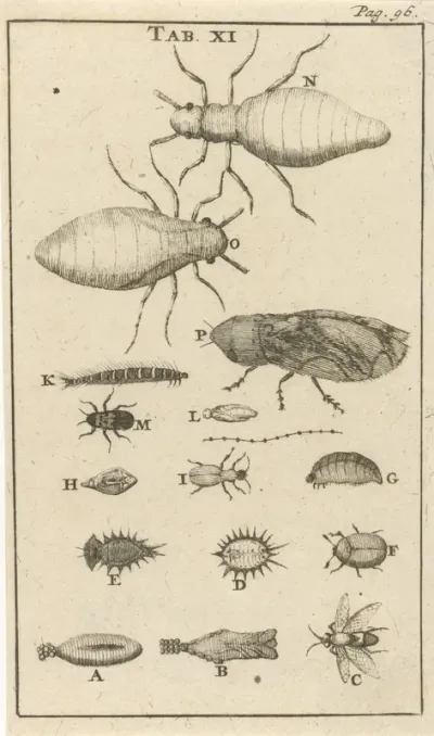 Kleine insecten XI