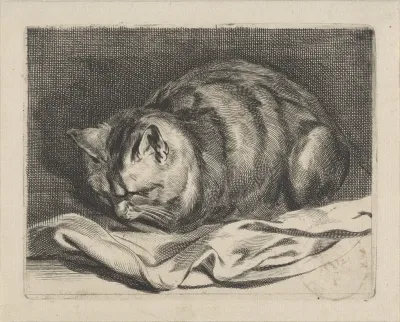 Kleine kat
