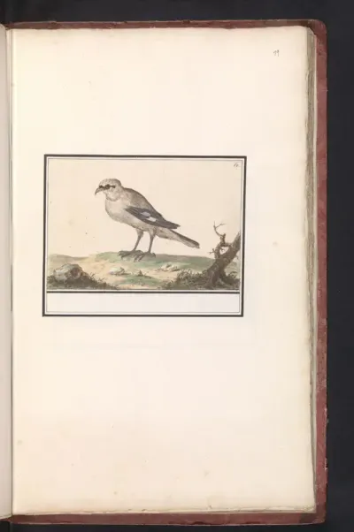 Kleine Klapekster (Lanius minor)