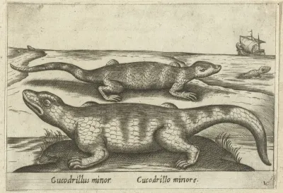 Kleine krokodillen