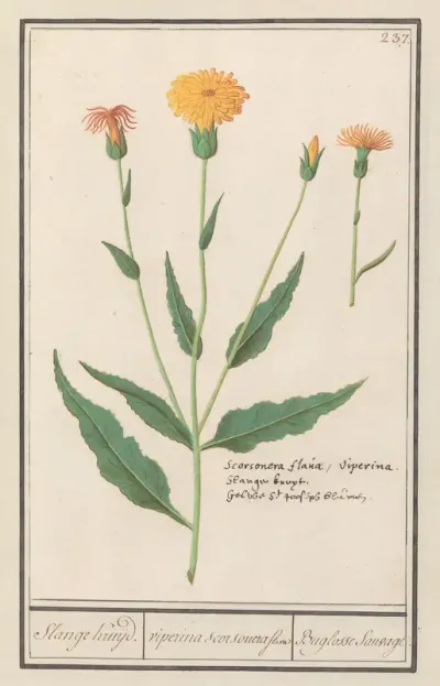 Kleine schorseneer (Scorzonera humilis)