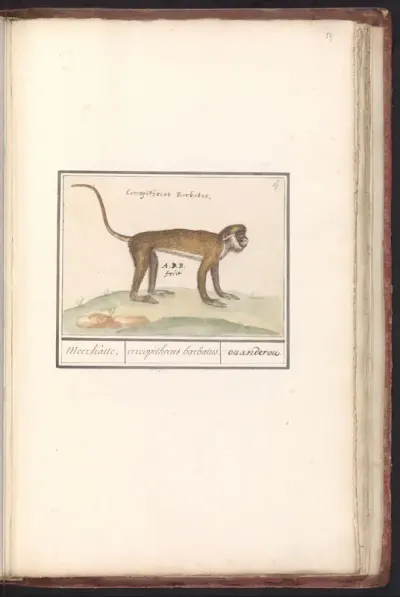 Kleine witneusmeerkat (Cercopithecus petaurista)
