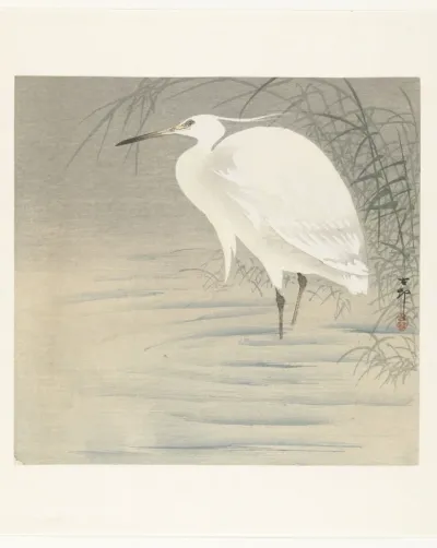 Kleine zilverreiger