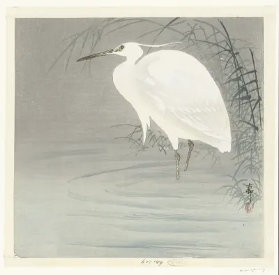Kleine zilverreiger