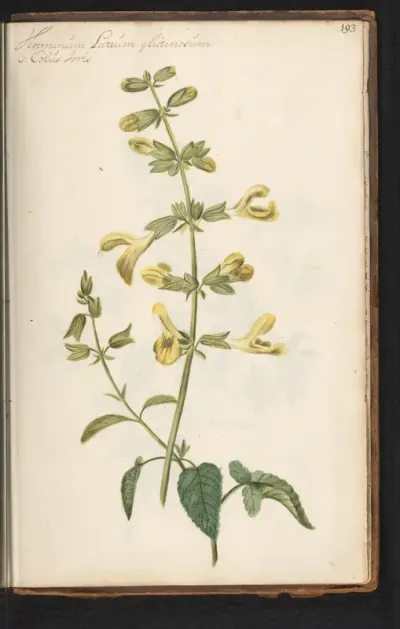 Kleverige salie (Salvia glutinosa)