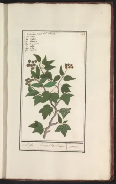 Klimop (Hedera helix)