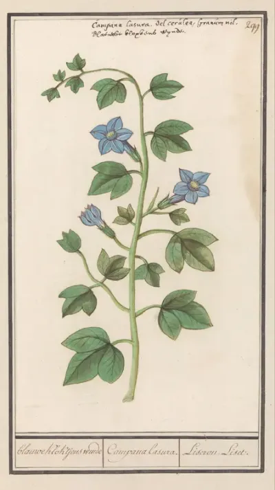 Klokje (Campanula)