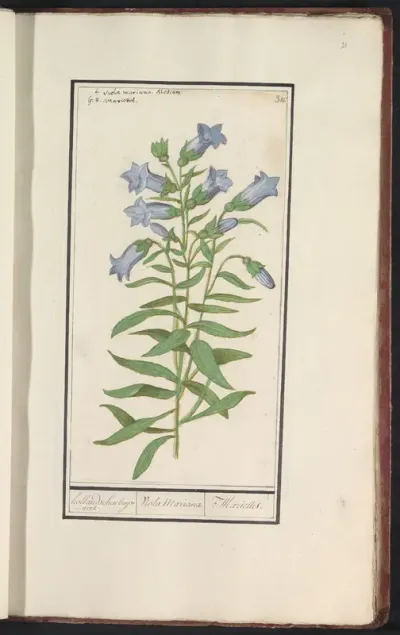 Klokjesgentiaan (Gentiana pneumonanthe)