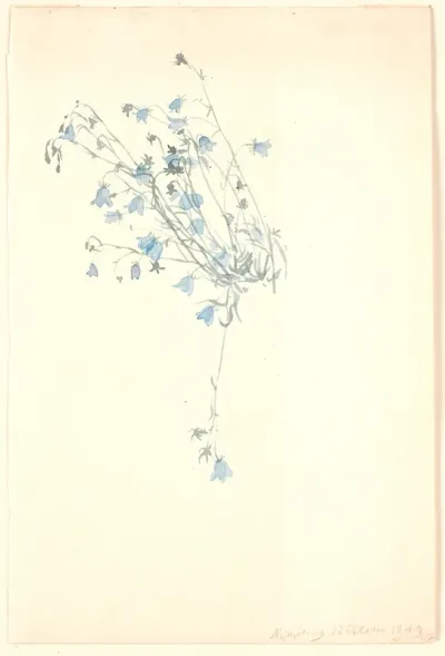 Klokkeblomster.