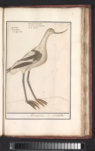 Kluut (Recurvirostra avosetta)
