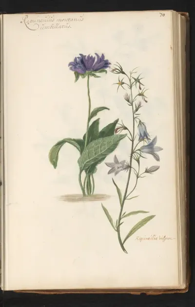 Kluwenklokje (Campanula glomerata) en grasklokje (Campanula rotundifolia)