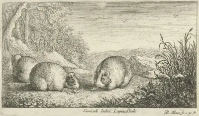Knaagdieren