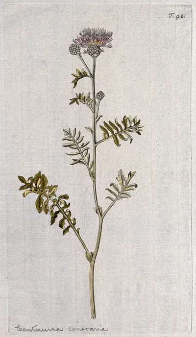 Knapweed (Centaurea cineraria): flowering stem