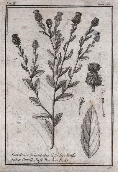 Knapweed (Centaurea sp.): flowering stem, leaf and floral segments