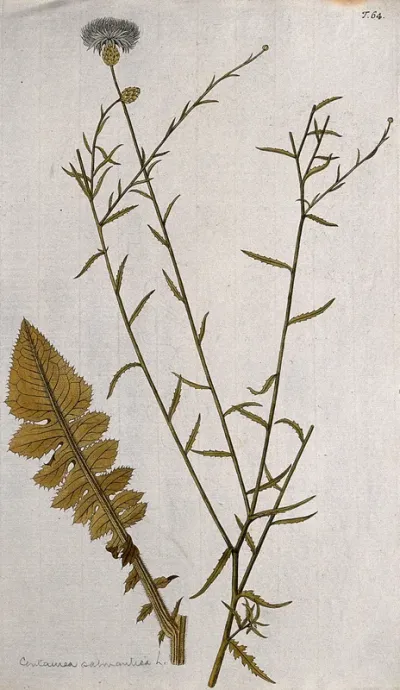 Knapweed (Centaurea sp.): flowering stem with separate leaf