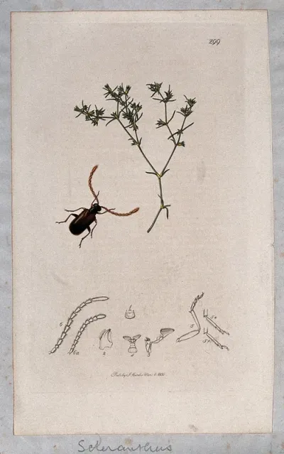 Knawel plant (Scleranthus annuus) with an associated insect and its abdominal segments