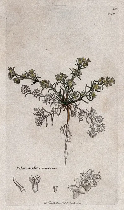 Knawel plant (Scleranthus perennis): flowering plant and floral segments