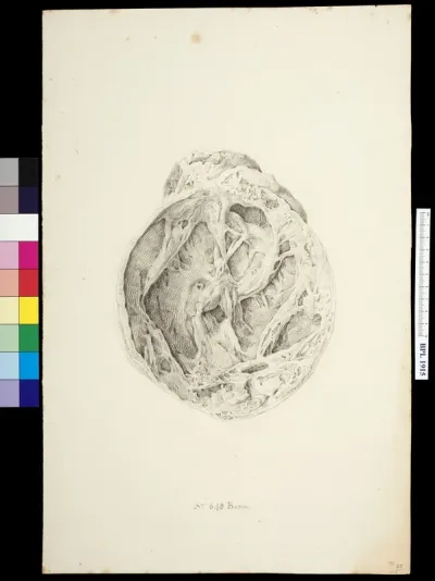 Knee, cross section