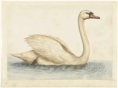 Knobbelzwaan