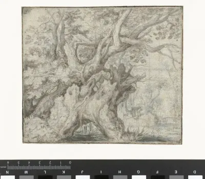 Knoestige bomen aan het water