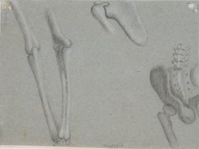 Knogler