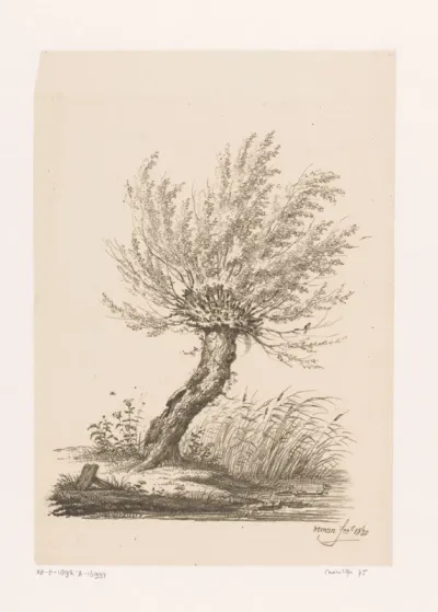 Knotwilg