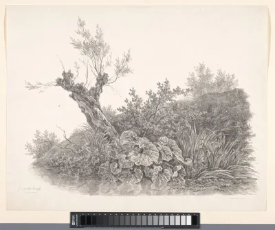Knotwilg en planten aan de waterkant