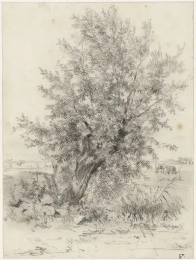 Knotwilg in een landschap