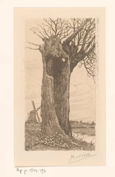Knotwilg in landschap met molen