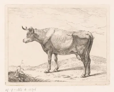 Koe