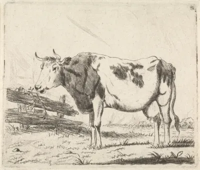 Koe bij hek
