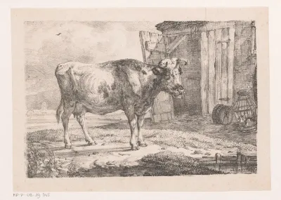 Koe bij schuur