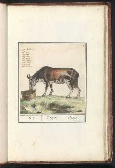 Koe (Bos taurus)
