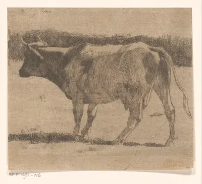 Koe in een weiland
