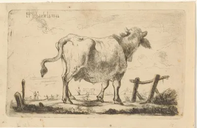 Koe in een weiland