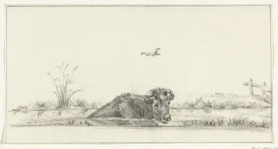 Koe in het water