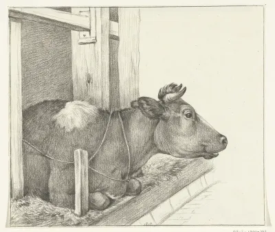 Koe, liggend in een stal, naar rechts