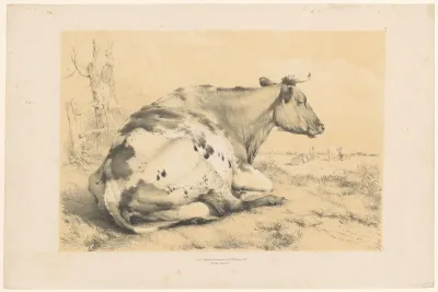 Koe liggend in het gras