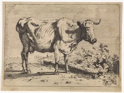 Koe met gedraaide hoorn