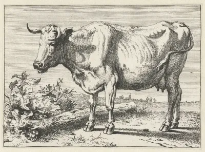 Koe met gedraaide hoorn