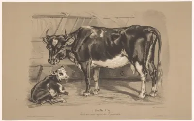 Koe met kalf in een stal