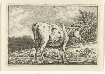 Koe staand in een plas