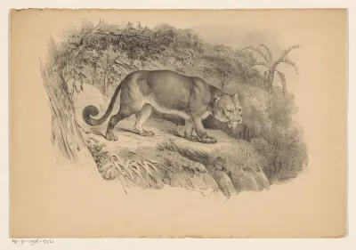 Koegoear