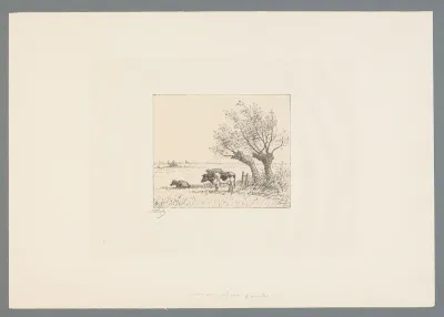 Koeien bij wilgen