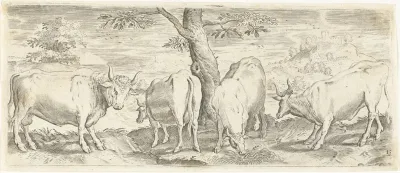 Koeien, een stier en een os
