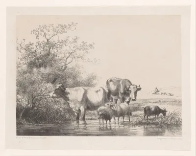 Koeien en schapen in plas