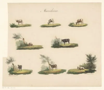 Koeien in landschap