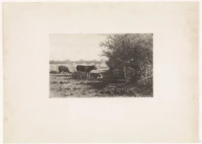 Koeien in weiland