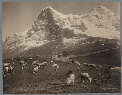 Koeien op de Kleine Scheidegg in het Berner Oberland, op de achtergrond de Eiger en de Mönch